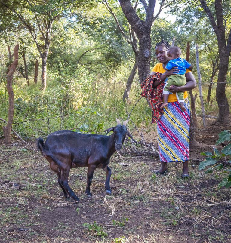 A goat, woman and child