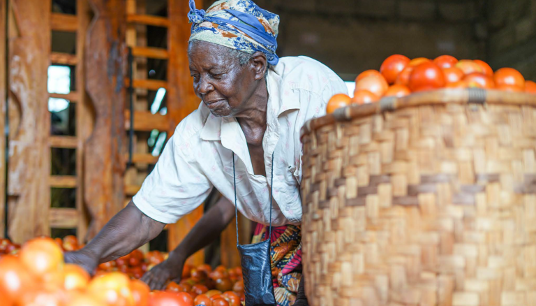 woman picking tomato